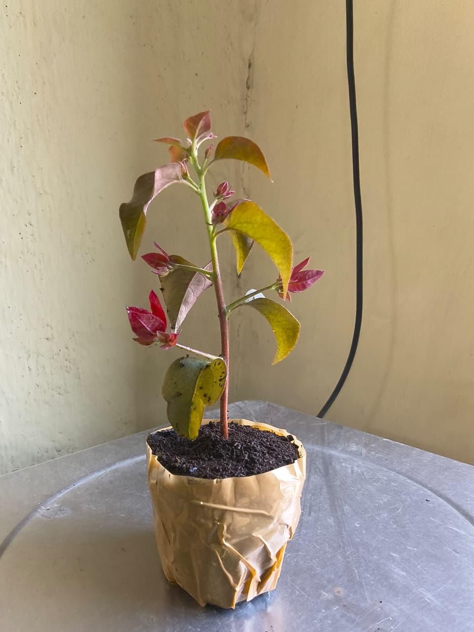 Red Bougainvillea Flower Plant - Pack of 2