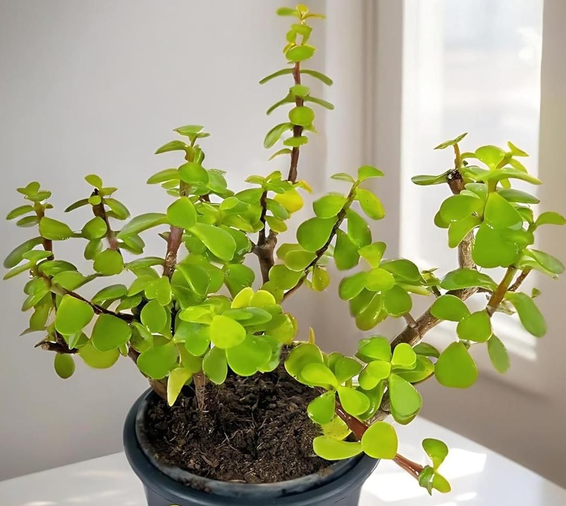Jade Feng Shui Plant