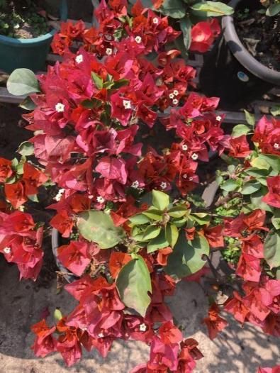 Red Bougainvillea Flower Plant - Pack of 2